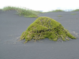 Landgræðsludagur og Landgræðsluverðlaun 2007