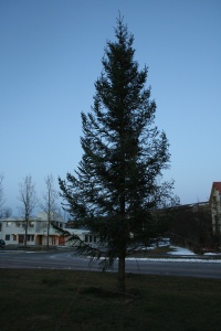 Jólatréið sem tendrað verður