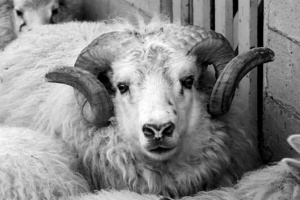 Skildi þessi verða á uppboði?