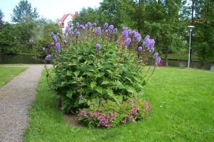 Frá skrúðgarðinum á Húsavík