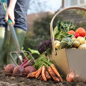 Grænmetisgarðar til leigu hjá Norðurþingi