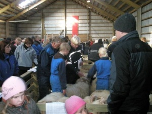 Frá Hrútadeginum 2008