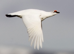 Rjúpnaveiðar og stofnbreytingar - fyrirlestur