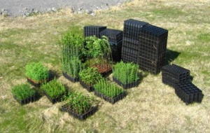 Sumarvinna í Norðurþingi