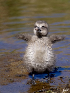 Sigurmyndin í flokknum Mitt Norðurþing