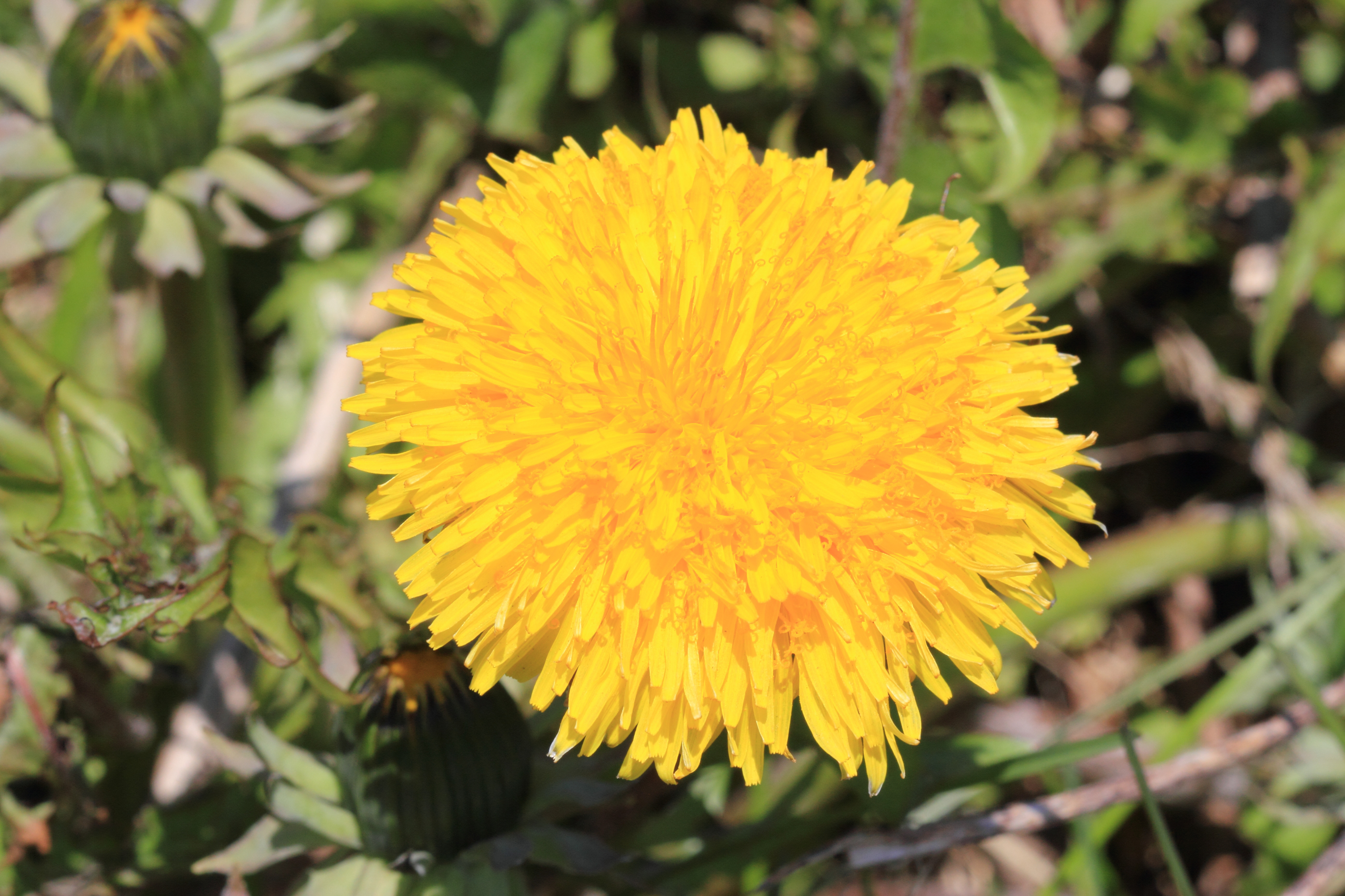 Almennur fundur Fjöreggs