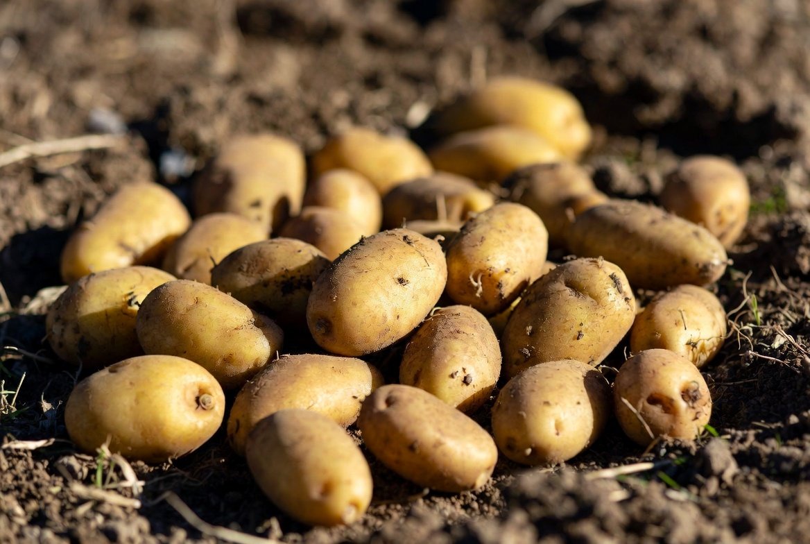Kartöflugarðar/Potato gardens
