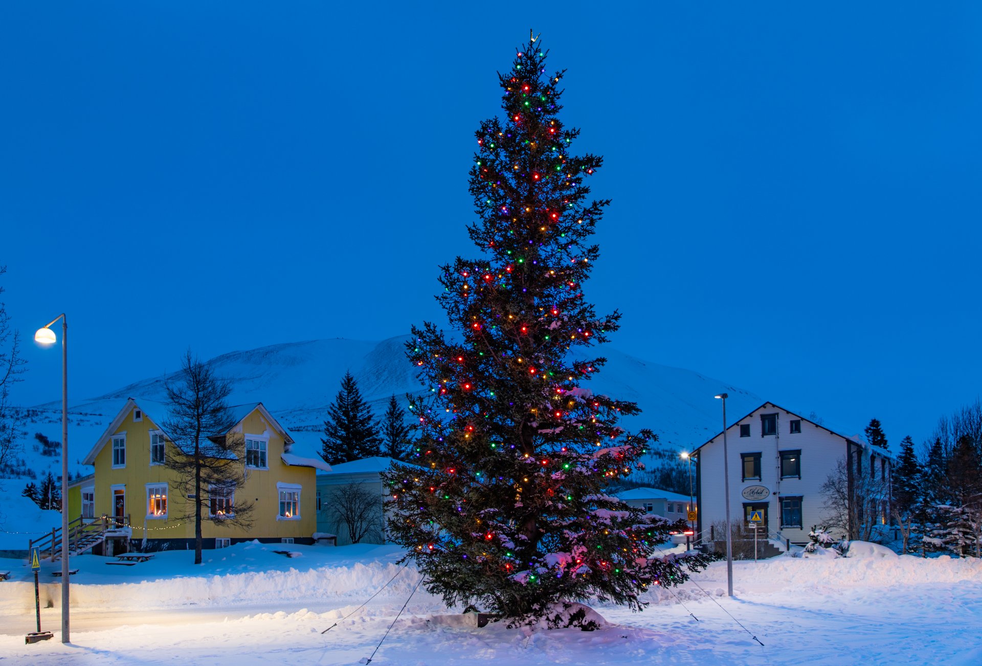 Jólatré 2018 kom úr garði við Fossvelli.