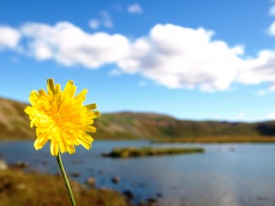 Ársreikningur Norðurþings fyrir árið 2010