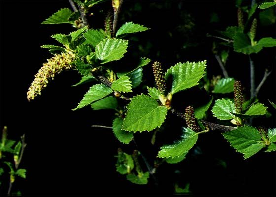 Birki (Betula pubescens) - Mynd: Hörður Kristinsson tekið af vefnum ni.is