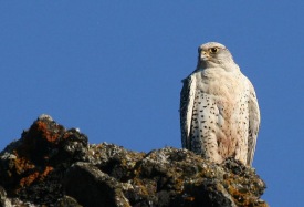 Fréttatilkynning - Stofnfundur Fálkaseturs Íslands