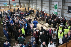 Frá Hrútadegi 2011/mynd Framsyn.is