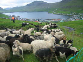 Kvøldseta í Húsavík um seyð og seyðahald í Føroyum