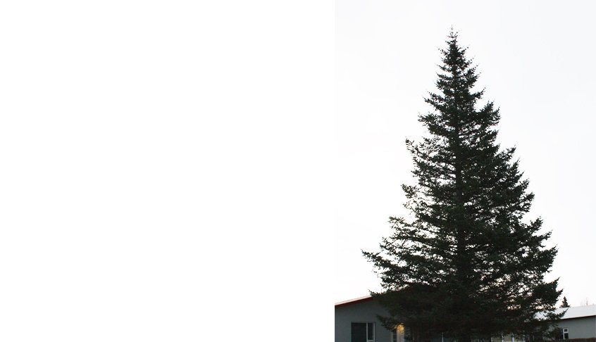 Næsta jólatré Húsavíkinga.