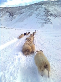 Ljósm. Kristinn J. Lund