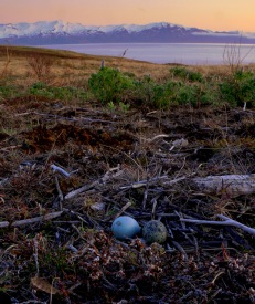 Drög að frumvarpi til náttúruverndarlaga