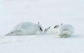 Rjúpnaveiði bönnuð á svæði umhverfis Húsavík