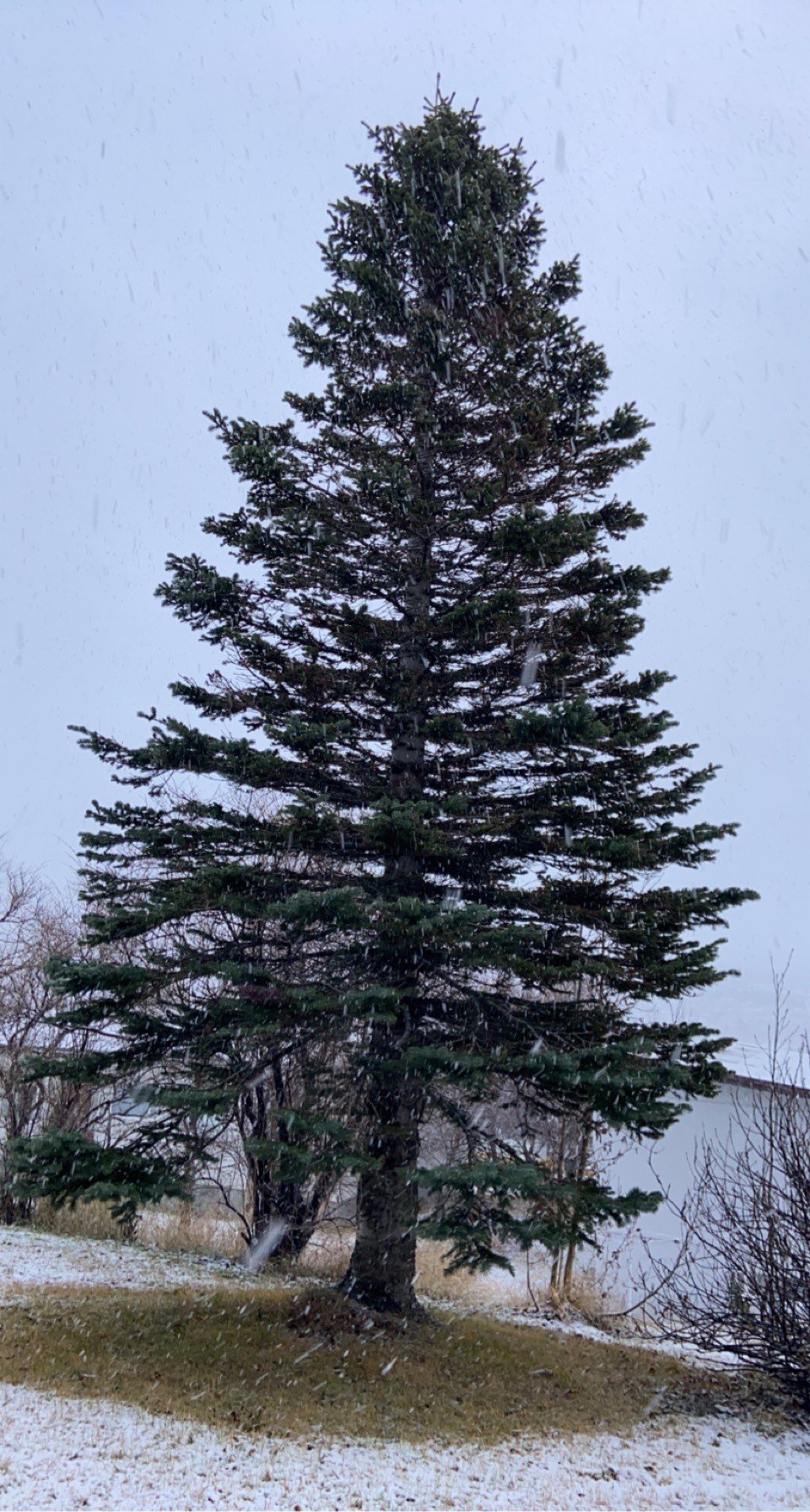 Jólatré Húsavíkur 2022